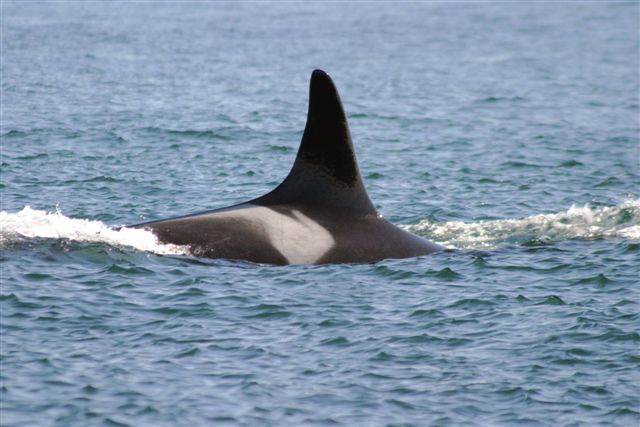 Orcas JdeF 2005 08 190095.jpg