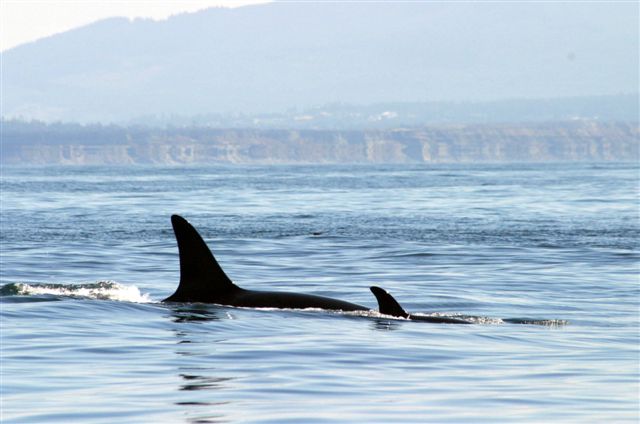 Orcas JdeF 2005 08 190011.jpg
