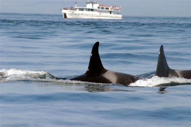 Orcas JdeF 2005 08 190033.jpg