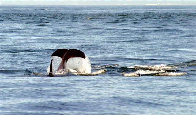 Orcas JdeF 2005 08 190028.jpg