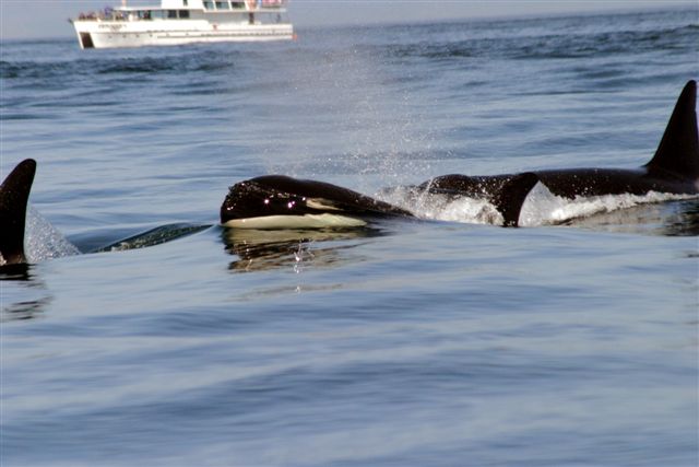 Orcas JdeF 2005 08 190030.jpg