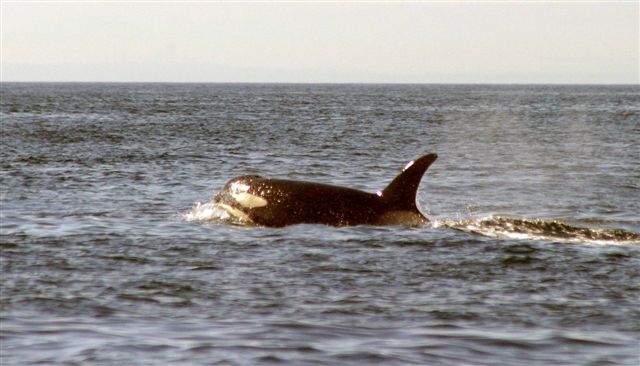 Orcas JdeF 2005 08 190107.jpg