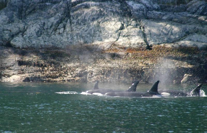 Telegraph Cove Northern Residents Aug 04.jpg