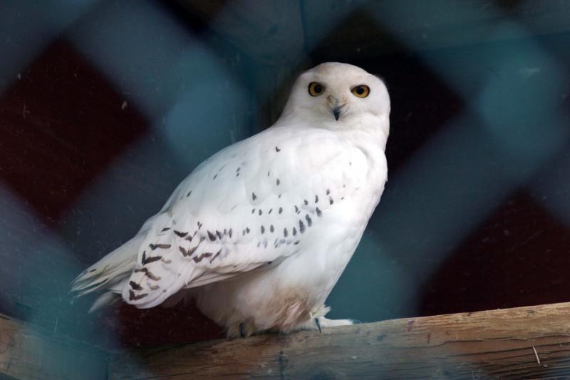 May 17 050046 Snow Owl.JPG