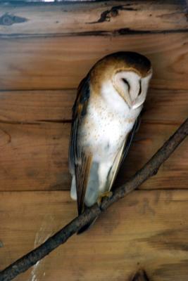 May 17 050049 Barn Owl.JPG