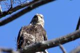 Yearling Bald Eagle  - 2004  - February 220045.JPG