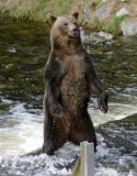 Grizzly Bears of Knight Inlet - Sept 2005