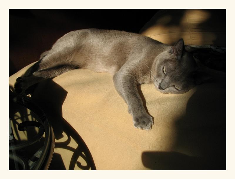 slumber in ivy shadows