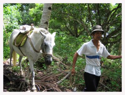 Jungle Horse