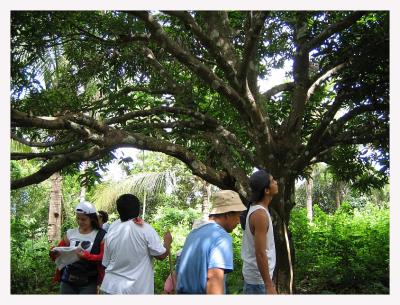 Grandmothers Mango Tree on Mt. Macolot