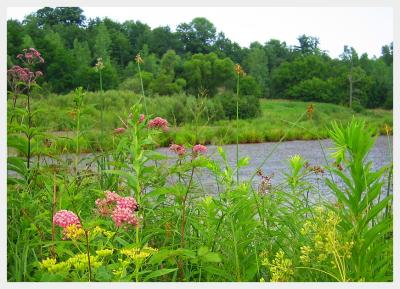 bee at the pond 2