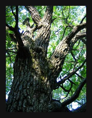 tree dance