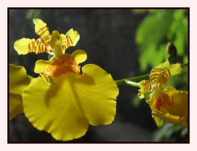 Oncidium sun