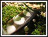 feather on moss