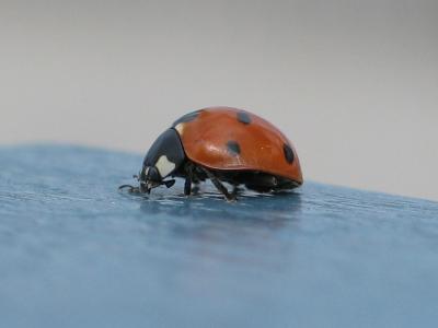 Ladybug