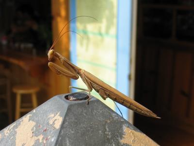 Praying Mantis 1