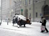 Bull and Blizzard