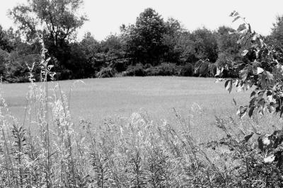 IMG_0979a.jpg