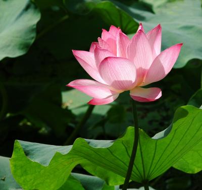 Lotus flower£­NikonD70