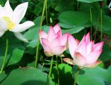 Lotus flower-Sony707