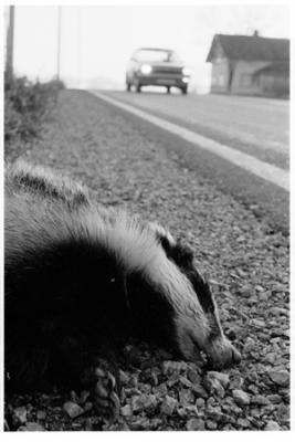 Dead Badger