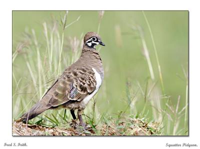v3/91/600091/3/50666780.SquatterPidgeon.jpg