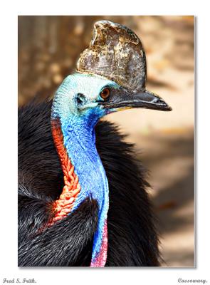 v3/91/600091/3/50689287.Cassowary.jpg