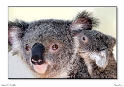 v3/91/600091/3/50689302.Koalas.jpg
