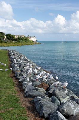 0023- Gulls.jpg