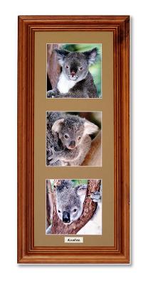Koalas Framed.jpg