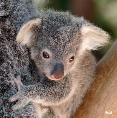 Baby Koala.jpg