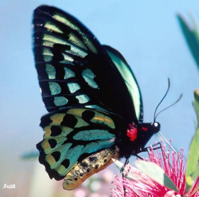 Cairns Birdwing.jpg