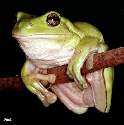Green Tree Frog 1.jpg