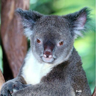 Koala s.jpg