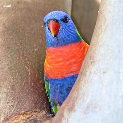 Lorikeet 2.jpg