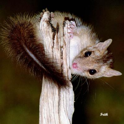 v3/91/600091/3/50900902.NorthernQuoll.jpg