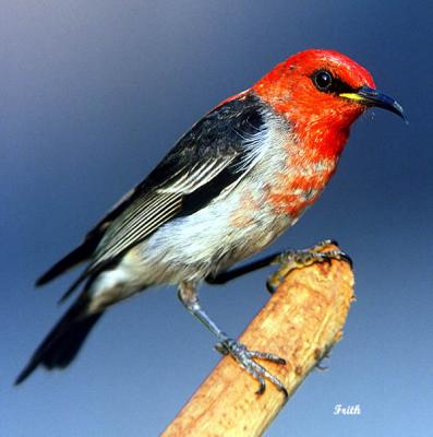 Scarlet Honeyeater.jpg