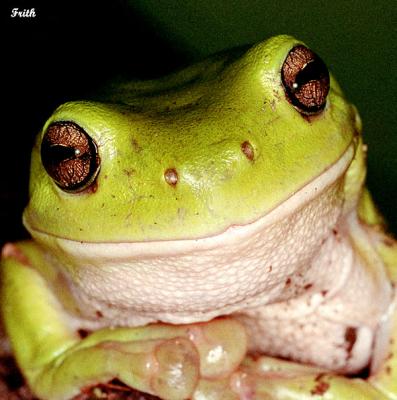 Smiling Frog S.jpg