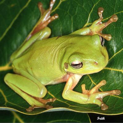 v3/91/600091/3/50900906.TreeFrog2.jpg