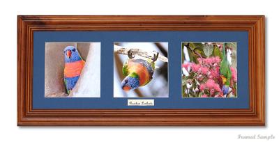 Raibow Lorikeets - Framed.jpg