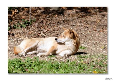 v3/91/600091/3/51563593.Dingo.jpg