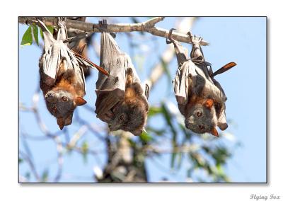 v3/91/600091/3/51563594.FruitBats.jpg