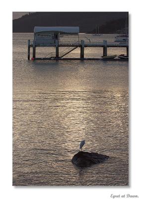 Egret at Dawn.jpg