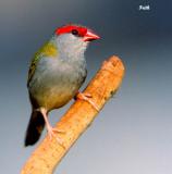 Red Browed Finch.jpg