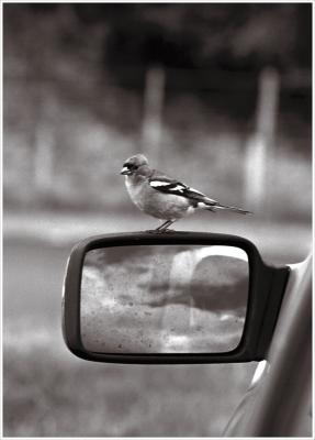 v3/91/603891/3/50682746.AWeeBirdy.jpg