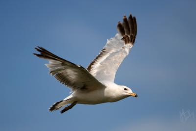 Seagull