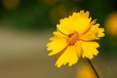 flowerSM.jpg