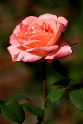 8.18 - Carnation