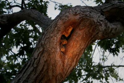 Peering Out