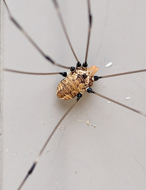 Daddy Long Legs or Cellar Spider?